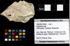 Foto (Objekt + Etiketten) von Decapoda indet. 